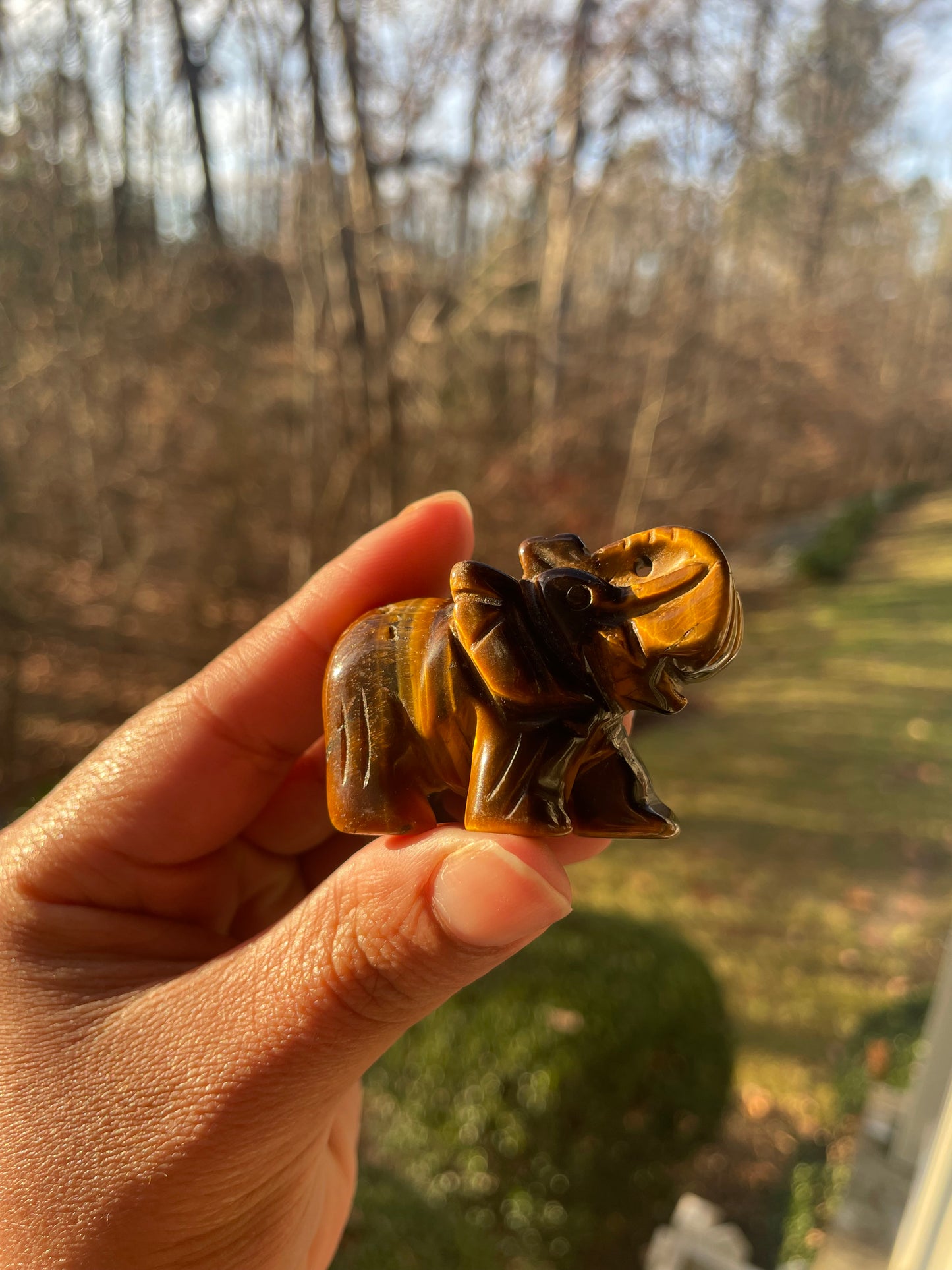Tigers eye elephant