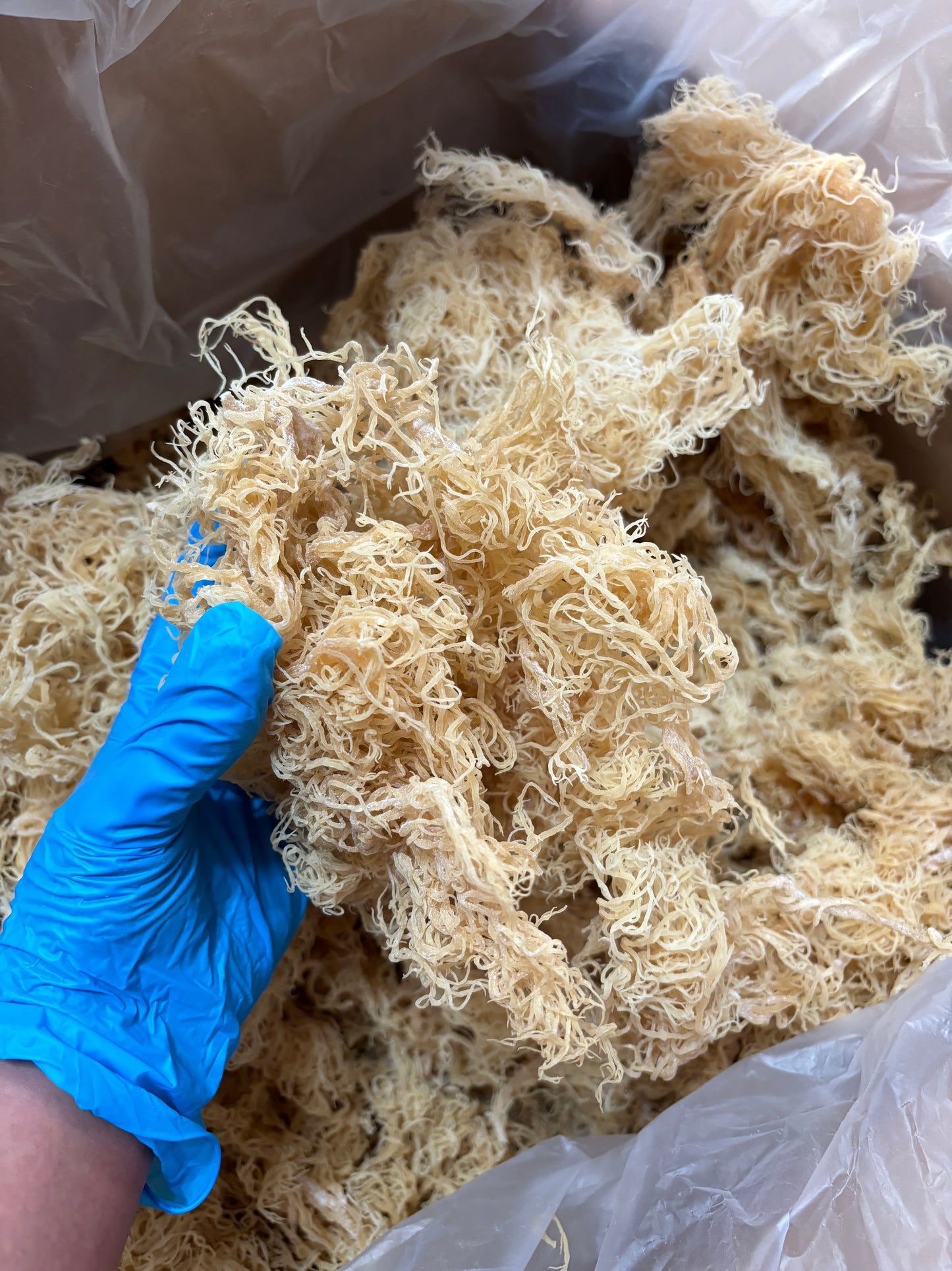1 lb premium gold Sea Moss