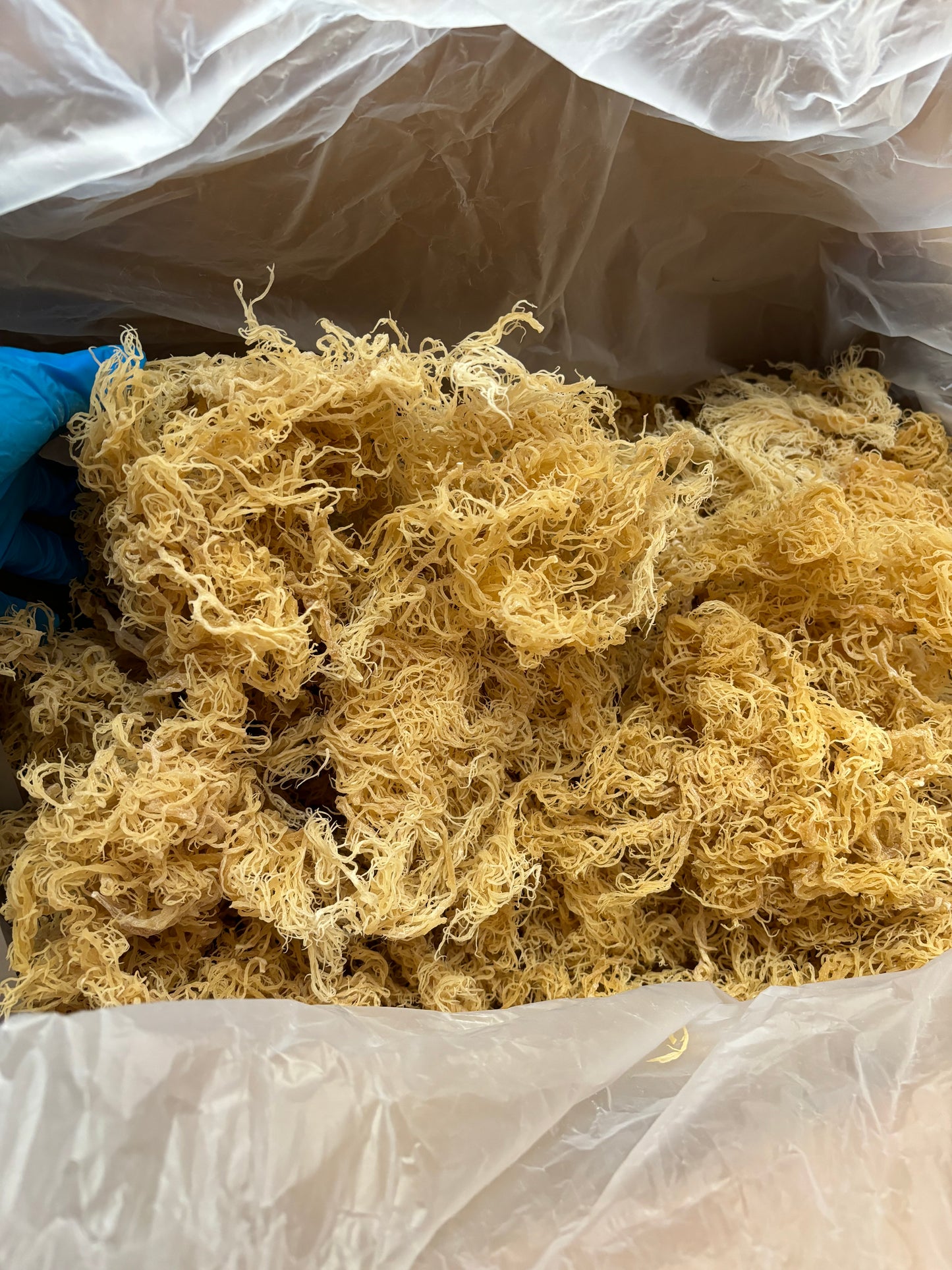 1 lb premium gold Sea Moss