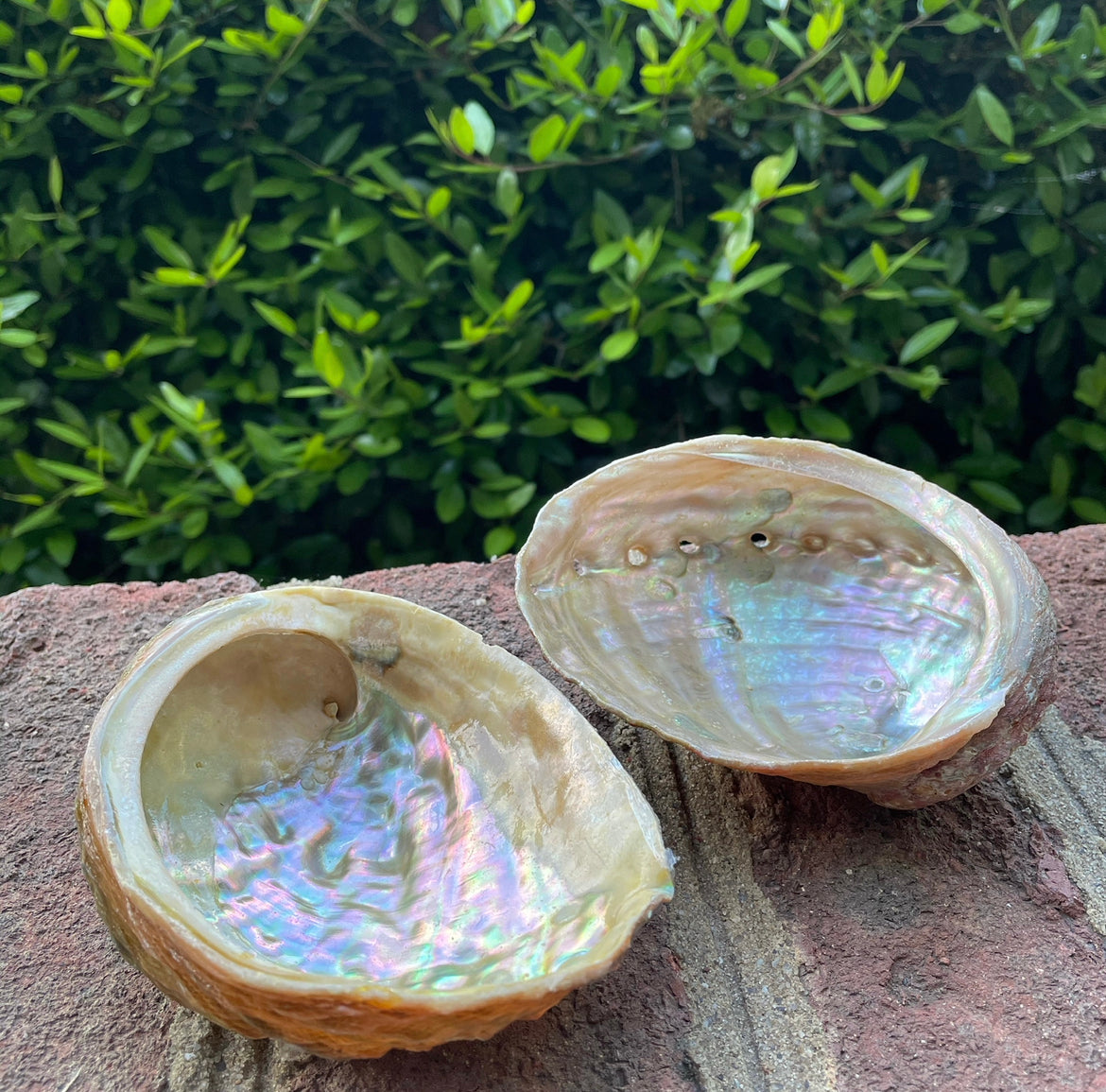 Abalone shell