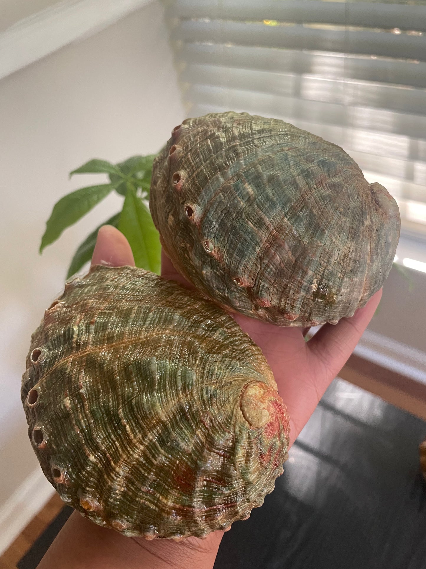 Abalone shell