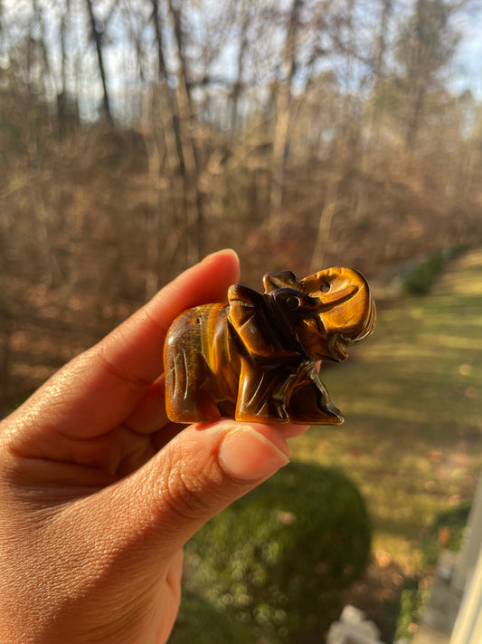 Tigers eye elephant