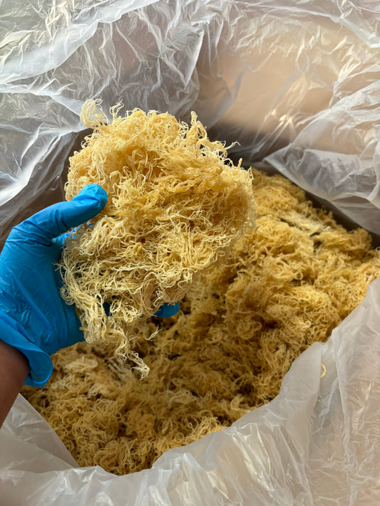 1 lb premium gold Sea Moss