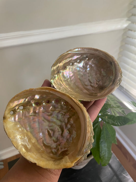Abalone shell
